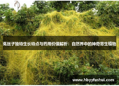 菟丝子独特生长特点与药用价值解析：自然界中的神奇寄生植物